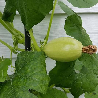 Spaghetti Squash Seeds