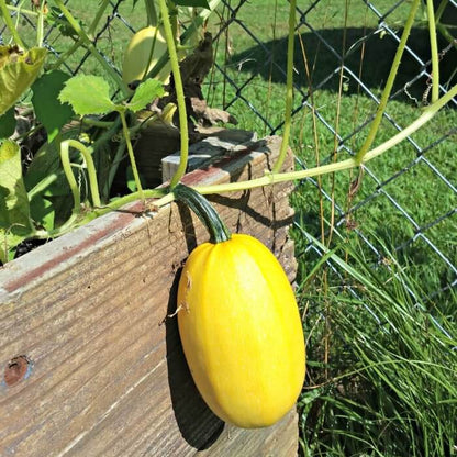 Spaghetti Squash Seeds