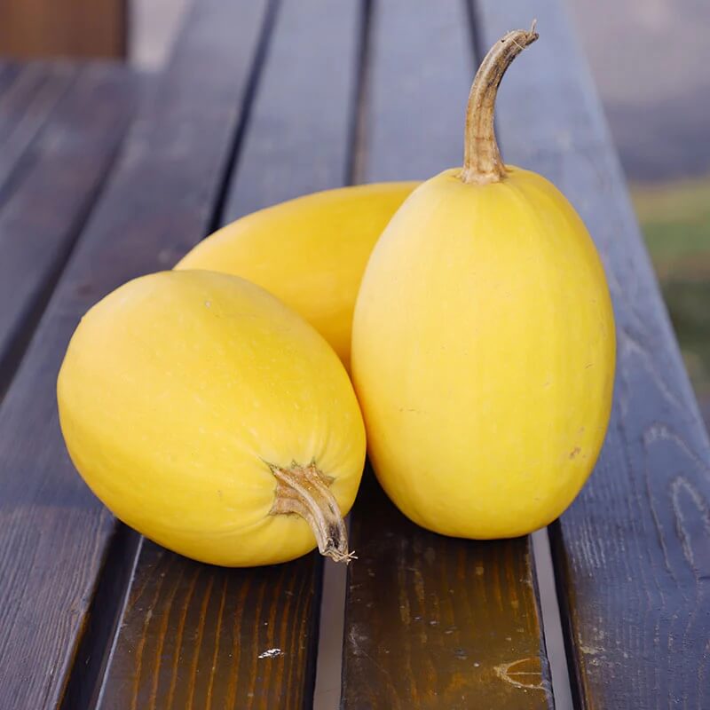 Spaghetti squash seeds - Vegetable Plant