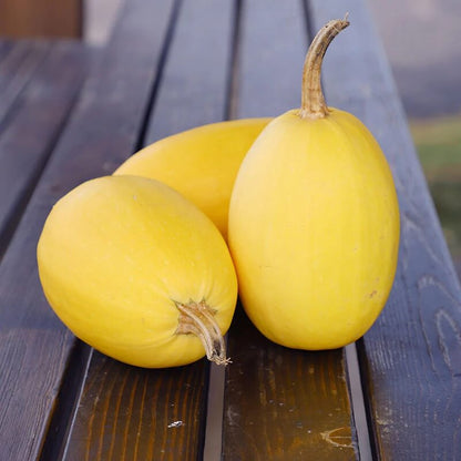 Spaghetti squash seeds - Vegetable Plant