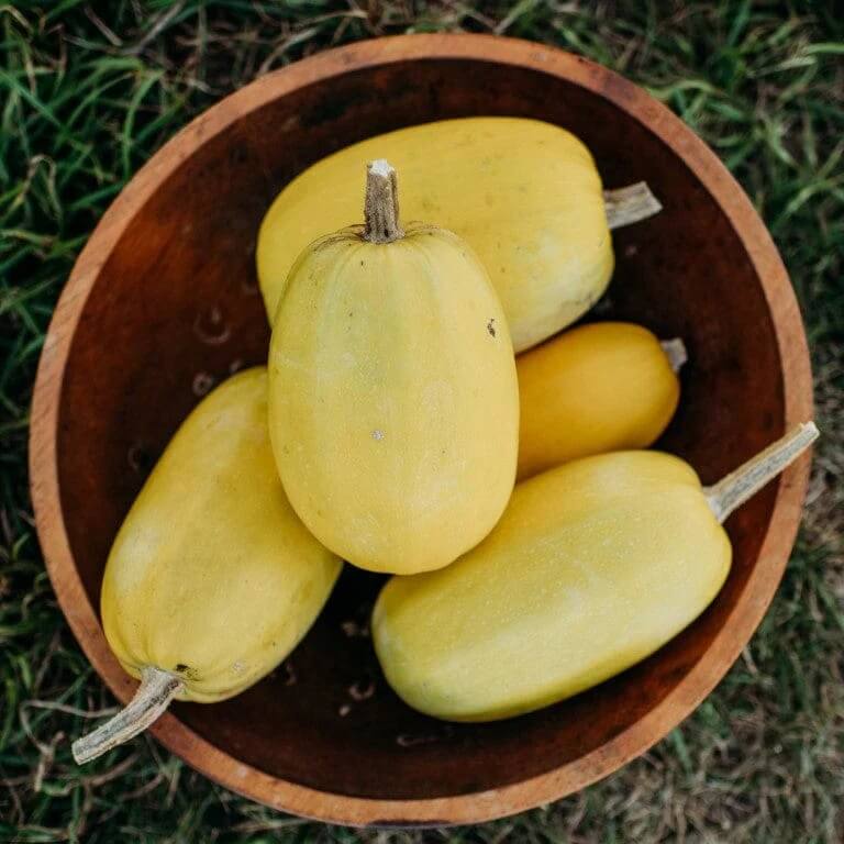 Spaghetti squash seeds - Vegetable Plant