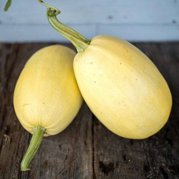 Spaghetti squash seeds - Vegetable Plant