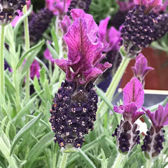 Spanish Lavender Seeds Flower Plant