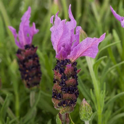 Spanish Lavender Seeds Flower Plant