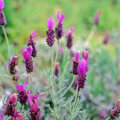 Spanish Lavender Seeds Flower Plant