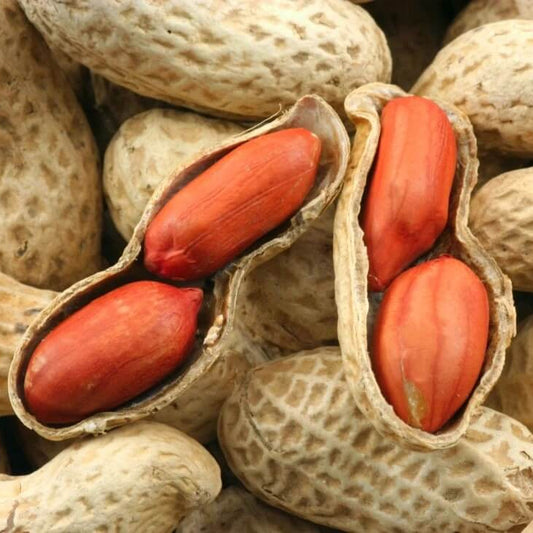 Spanish Peanut Seeds