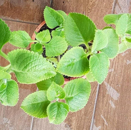 Spanish Thyme Seeds - Herbal Plant