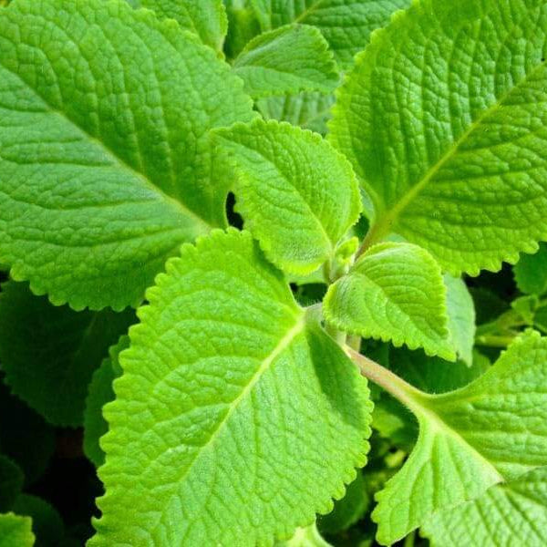 Spanish Thyme Seeds - Herbal Plant