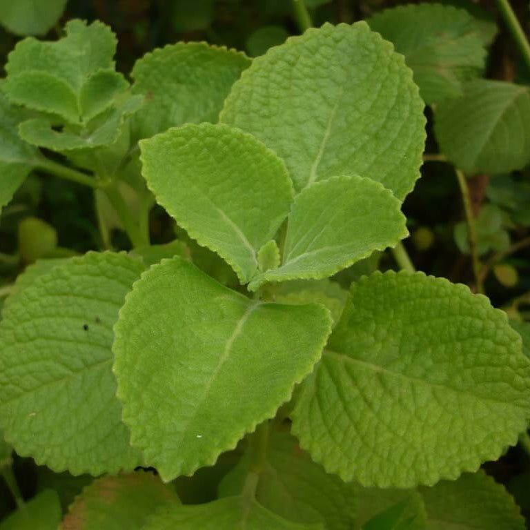 Spanish Thyme Seeds - Herbal Plant