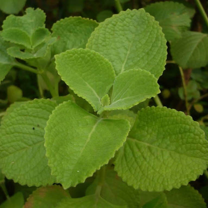 Spanish Thyme Seeds - Herbal Plant