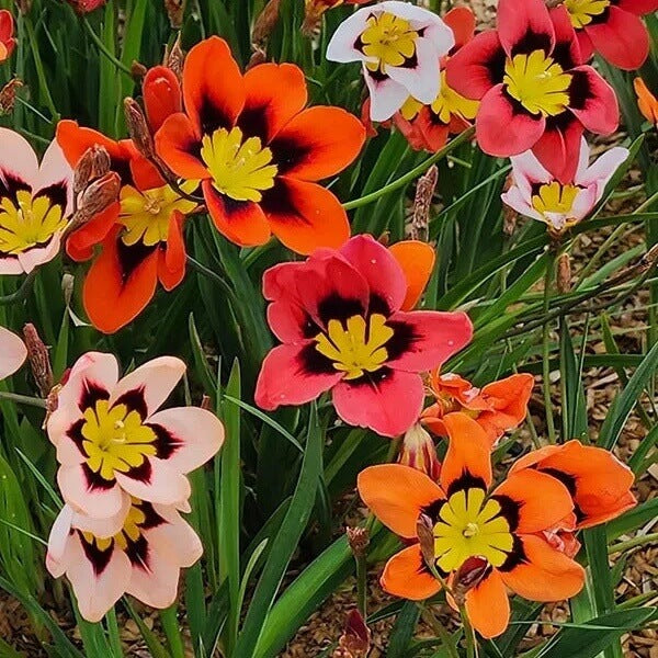Sparaxis seeds - All in one for home gardens