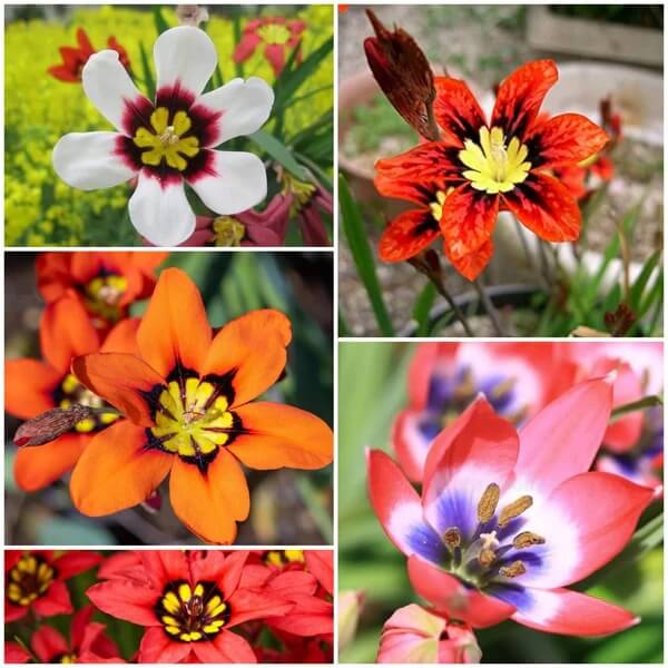 Sparaxis seeds - All in one for home gardens