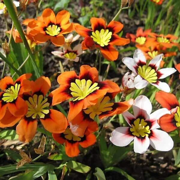 Sparaxis seeds - All in one for home gardens