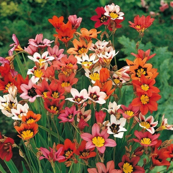 Sparaxis seeds - All in one for home gardens