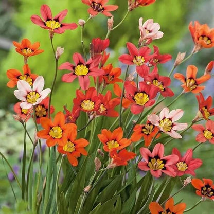 Sparaxis seeds - All in one for home gardens