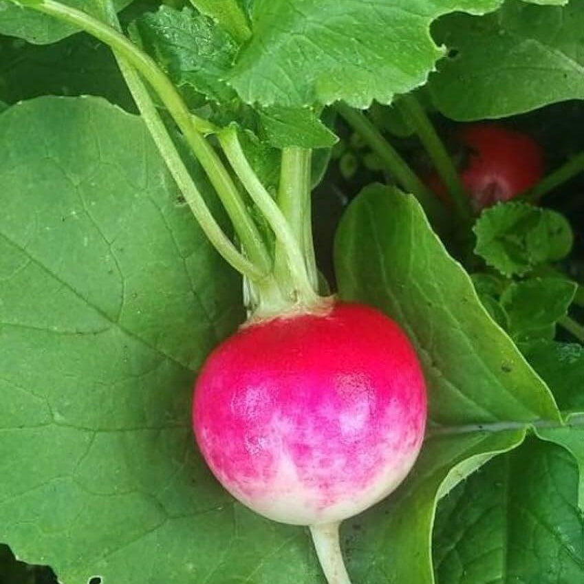 Sparkler Radish Seeds 