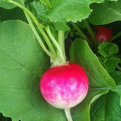 Sparkler Radish Seeds 