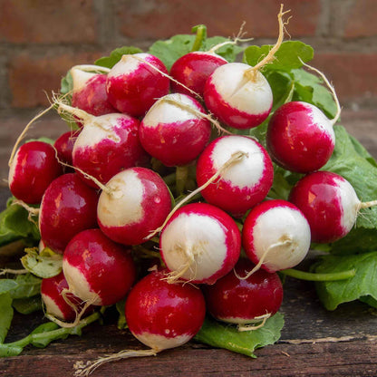 Sparkler Radish Seeds 
