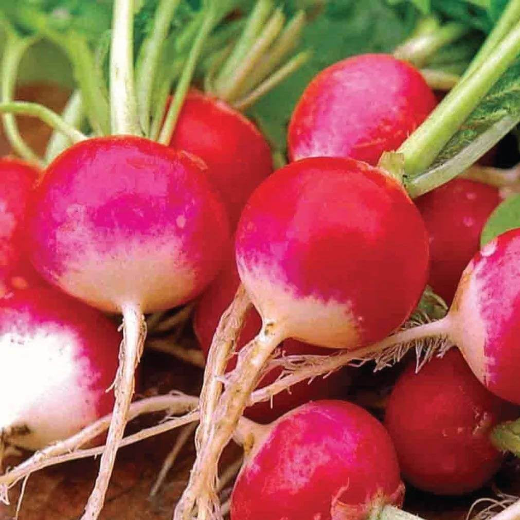 Sparkler Radish Seeds 