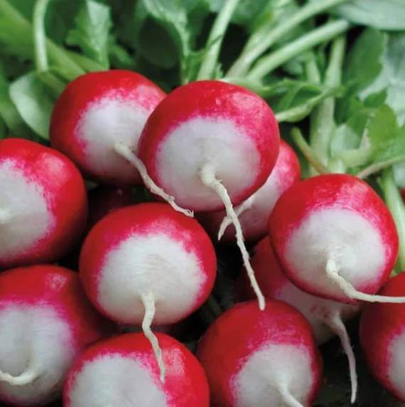 Sparkler Radish Seeds 