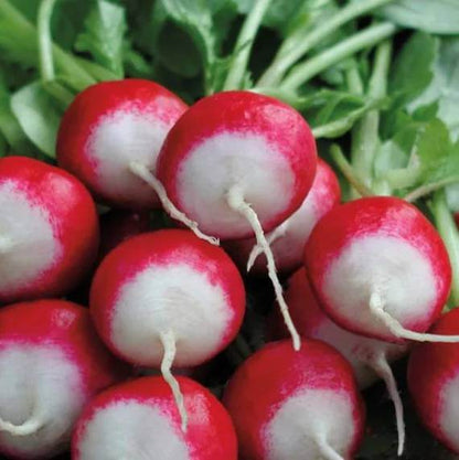 Sparkler Radish Seeds 