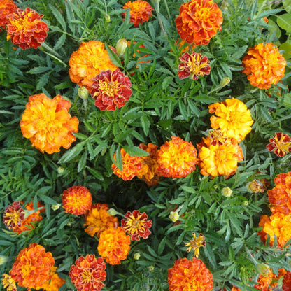 Sparky Marigold Seeds - Heirloom Flower Plant for Home Gardens