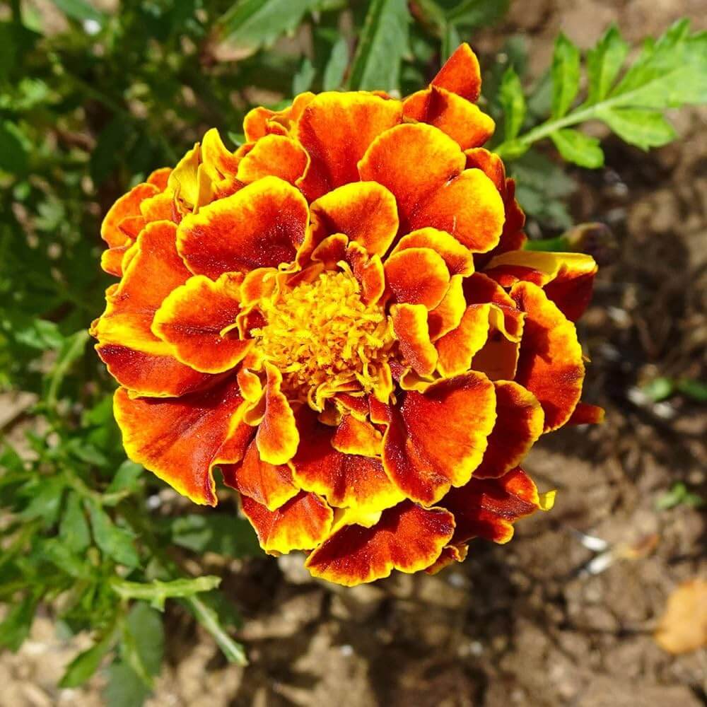 Sparky Marigold Seeds - Heirloom Flower Plant for Home Gardens