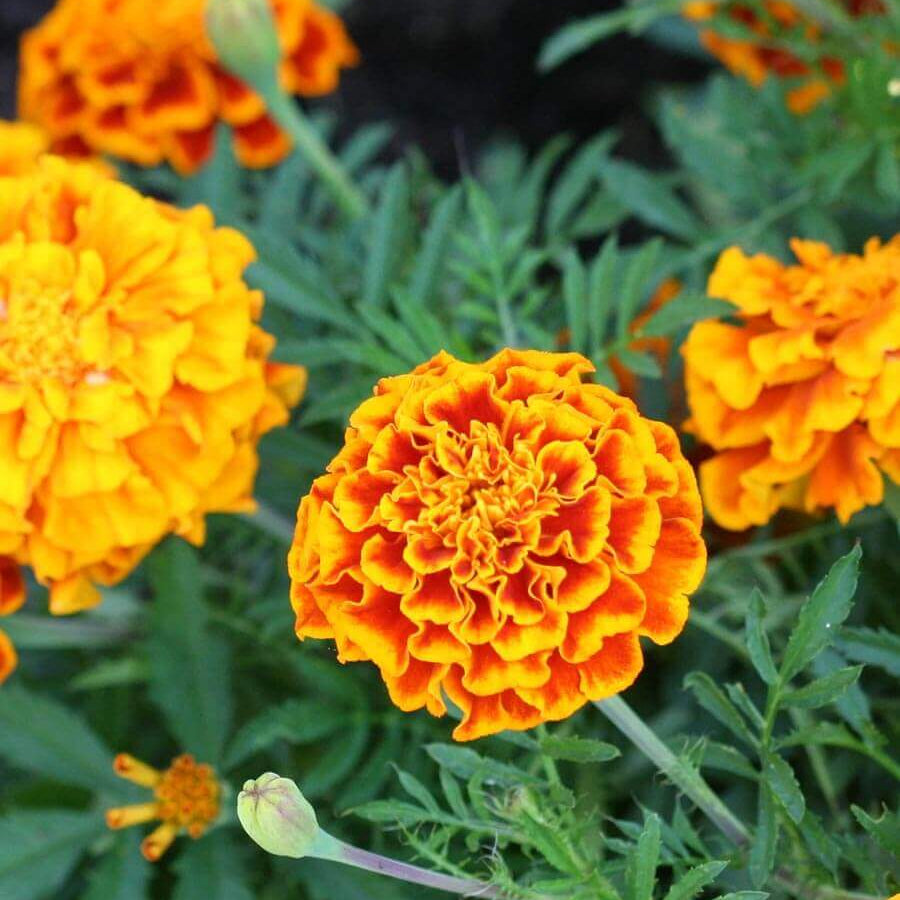 Sparky Marigold Seeds - Heirloom Flower Plant for Home Gardens