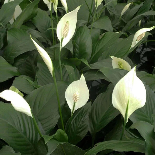 Spathe Flower Seeds - Flower Plant