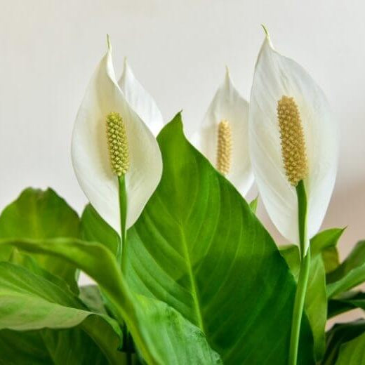 Spathiphyllum Peace Lily Seeds