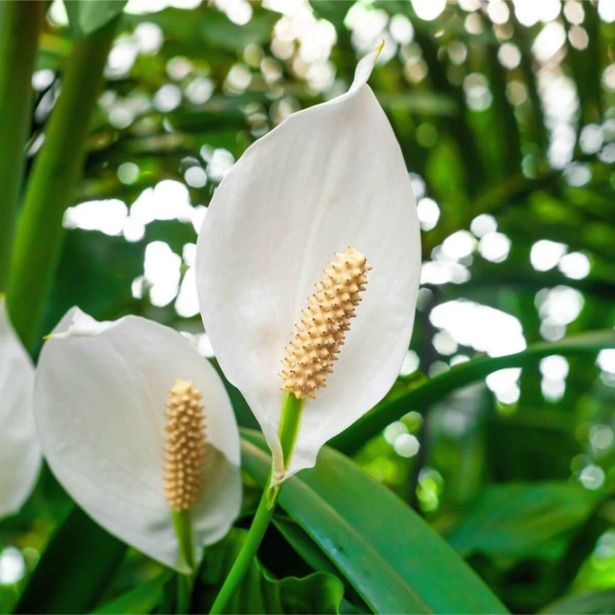 Spathiphyllum Peace Lily Seeds