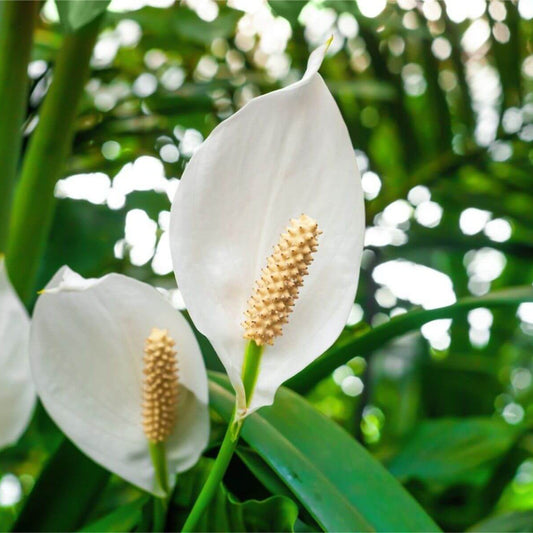 Spathiphyllum Peace Lily Seeds