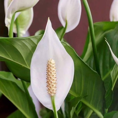 Spathiphyllum Peace Lily Seeds