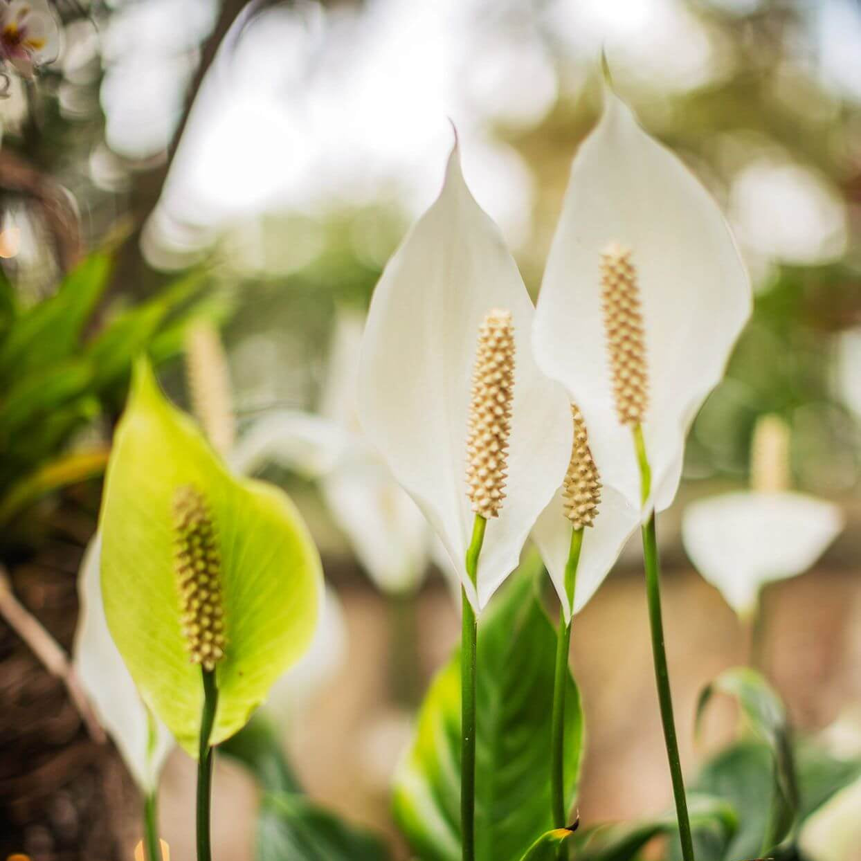 Spathiphyllum Peace Lily Seeds