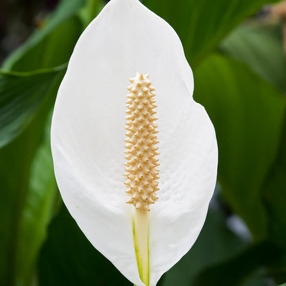 Spathiphyllum Peace Lily Seeds