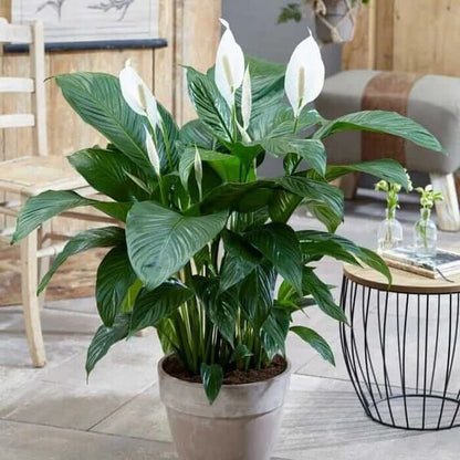 Spathiphyllum Wallisii seeds - Flower Plant