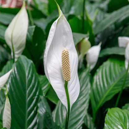 Spathiphyllum Wallisii seeds - Flower Plant