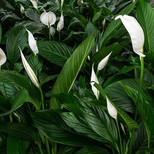 Spathiphyllum Wallisii seeds - Flower Plant