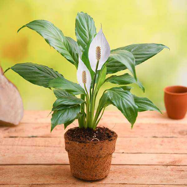 Spathiphyllum Wallisii seeds - Flower Plant