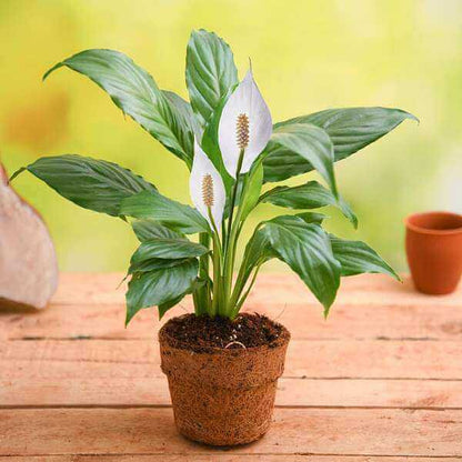 Spathiphyllum Wallisii seeds - Flower Plant