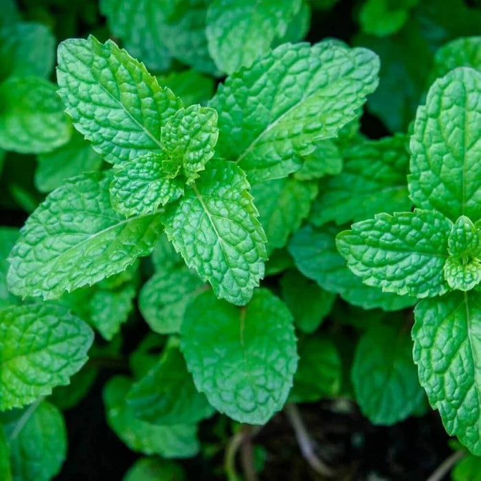 Spearmint Seeds - Herbal Plant