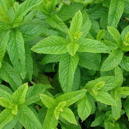 Spearmint Seeds - Herbal Plant