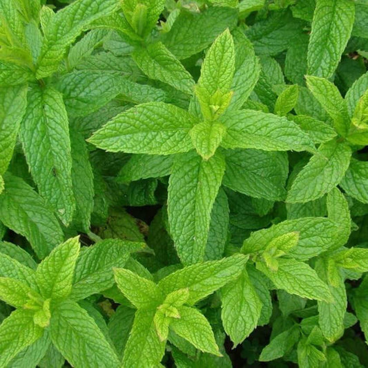 Spearmint Seeds - Herbal Plant