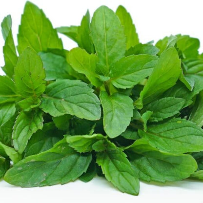 Spearmint Seeds - Herbal Plant