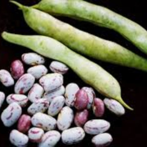 Speckled Butter Bean Seeds - Vegetable Plant