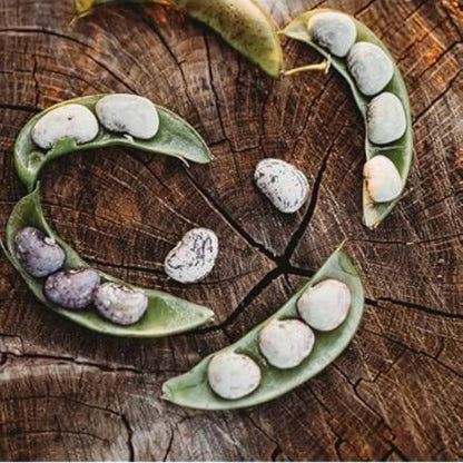 Speckled Butter Bean Seeds - Vegetable Plant