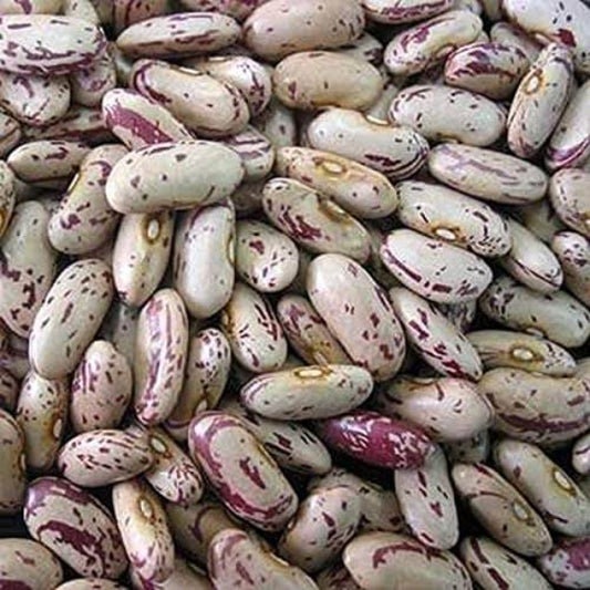 Speckled Butter Bean Seeds - Vegetable Plant