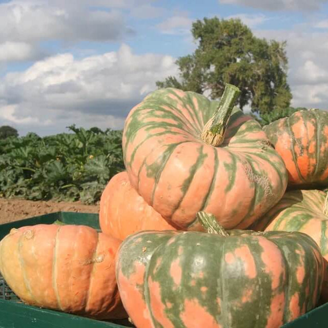 Speckled Hound Pumpkin Seeds