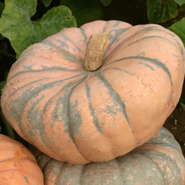 Speckled Hound Pumpkin Seeds
