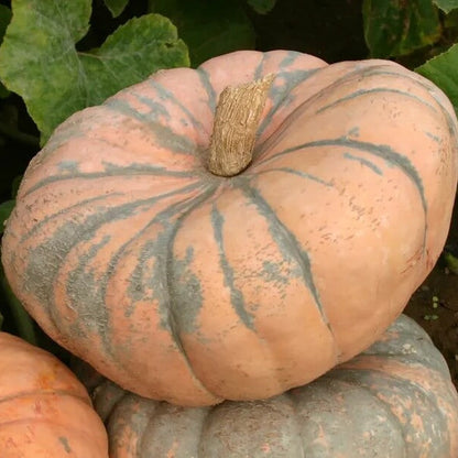 Speckled Hound Pumpkin Seeds